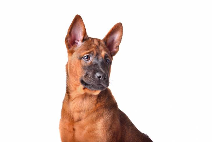 Photo Thaï Ridgeback