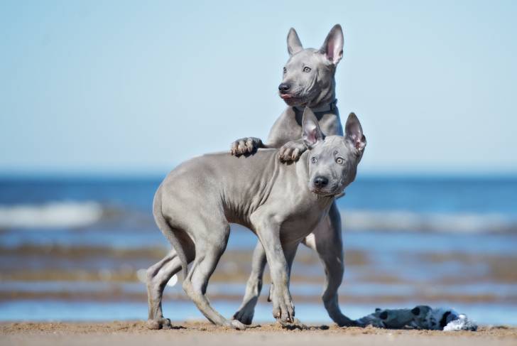 Photo Thaï Ridgeback