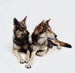 Saarloos and Carlo - Chien Loup de Saarloos Mâle (6 ans)