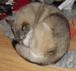 Asthos - Chien Loup de Saarloos Mâle (4 ans)