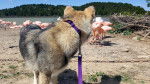 San et les flamants roses - Chien Loup de Saarloos (5 mois)