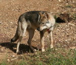 Enyéto Endiguélo d'Emozioni Breizh - Chien Loup de Saarloos