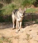 Loup de saarloos : Enyéto 11 mois - Chien Loup de Saarloos (11 mois)