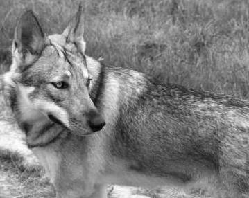 Azany - Chien Loup de Saarloos (4 ans)