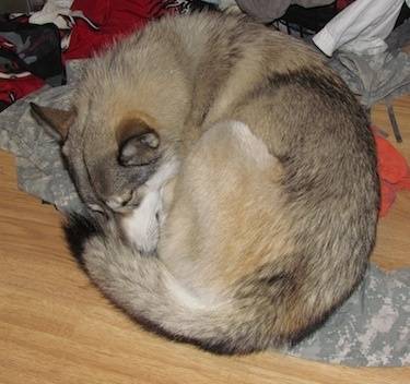 Asthos - Chien Loup de Saarloos Mâle (4 ans)