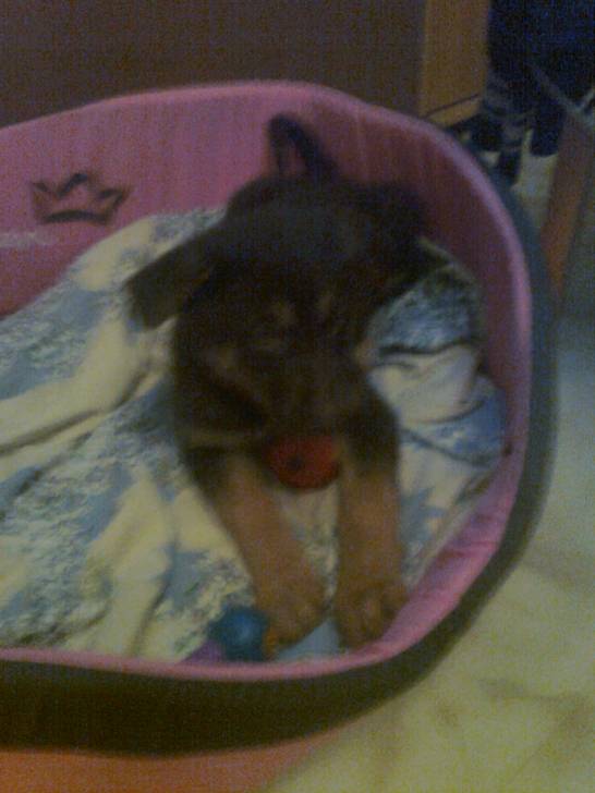 giovanie - Chien Loup de Saarloos (2 mois)