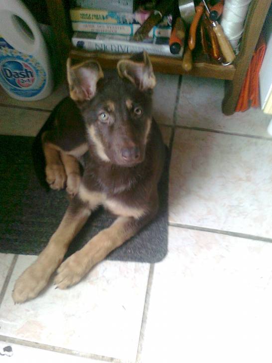 giovanie - Chien Loup de Saarloos (8 mois)