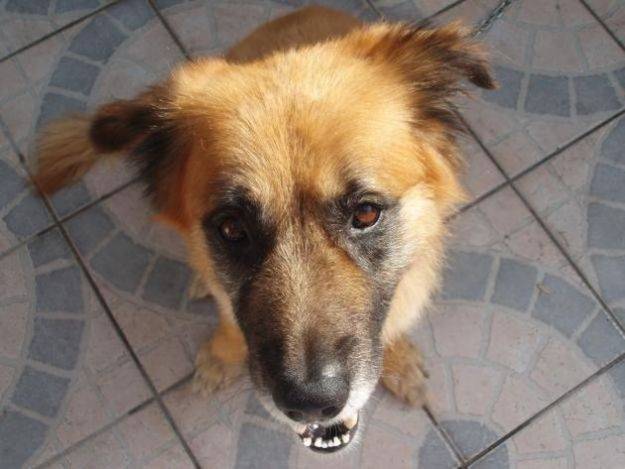 saralinda - Chien Loup de Saarloos (2 ans)