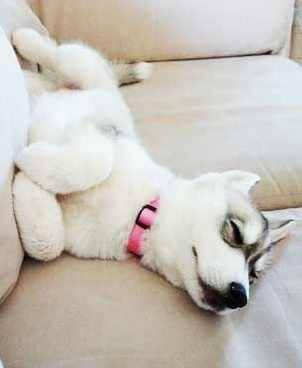 Carolina - Chien Loup de Saarloos (9 mois)