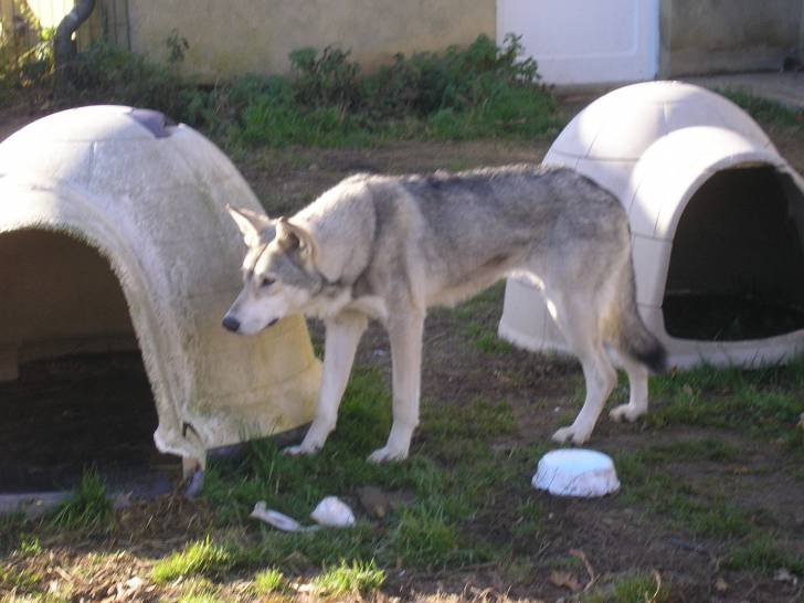 Atika - Chien Loup de Saarloos (5 ans)
