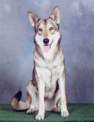 Chien Loup de Saarloos - Chien Loup de Saarloos
