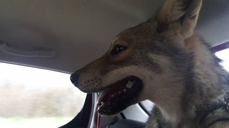 San - Chien Loup de Saarloos (5 mois)