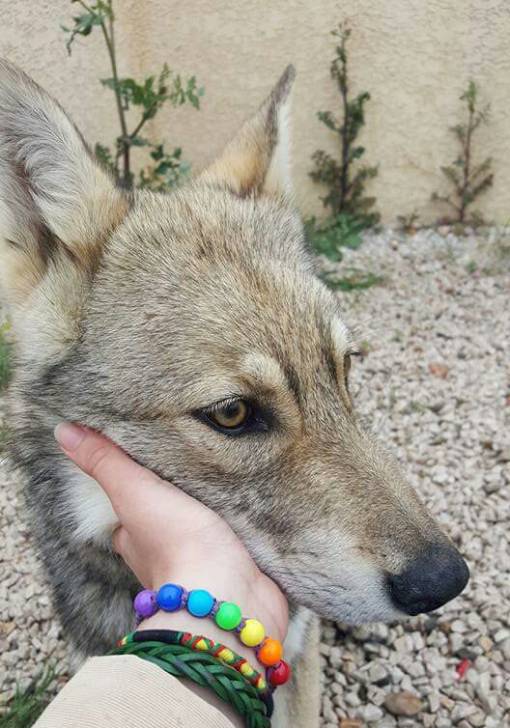 San - Chien Loup de Saarloos (5 mois)