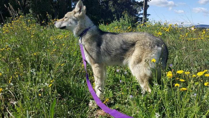 San - Chien Loup de Saarloos (5 mois)