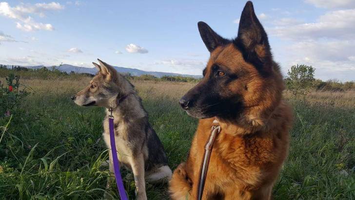 San et Cador - Chien Loup de Saarloos (5 mois)