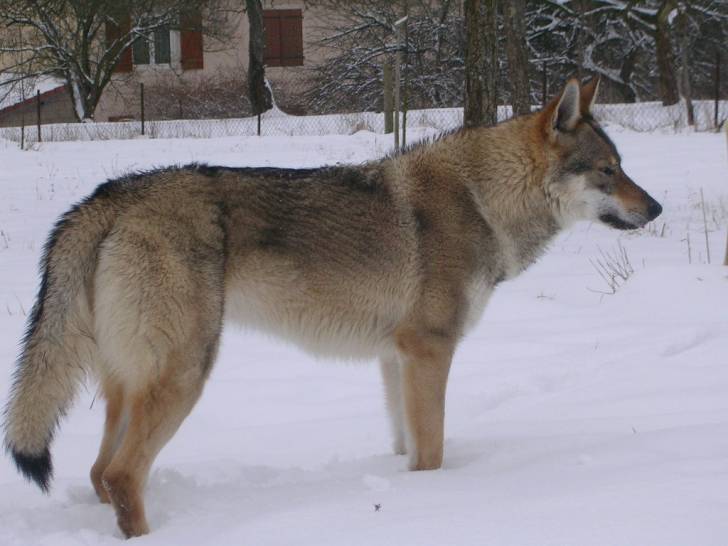 Relyk - Chien Loup de Saarloos Mâle (2 ans)