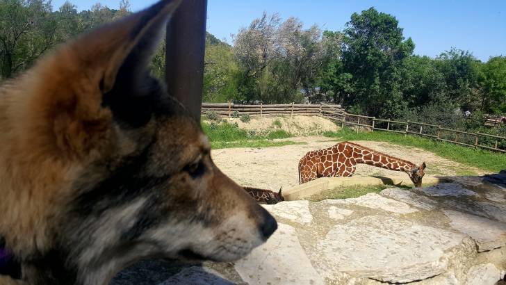 San et les girafes - Chien Loup de Saarloos (5 mois)