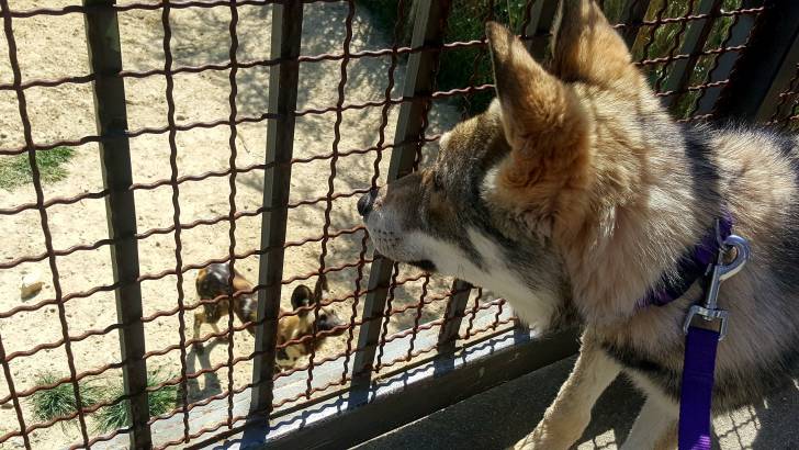 San et les lycaons - Chien Loup de Saarloos (5 mois)