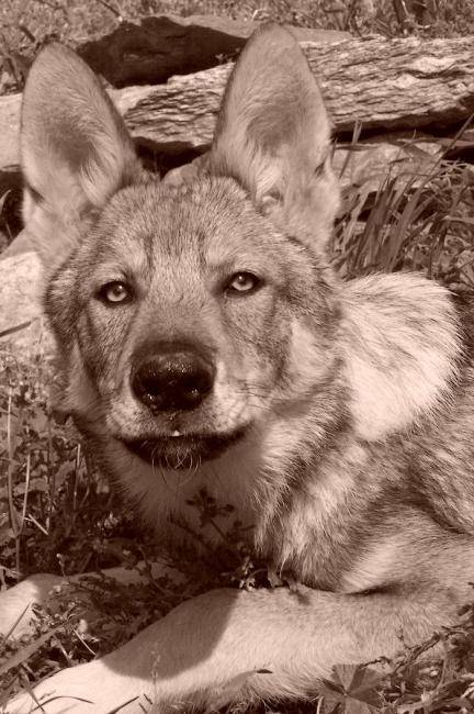 Enyéto Endiguélo loup de saarloos - Chien Loup de Saarloos