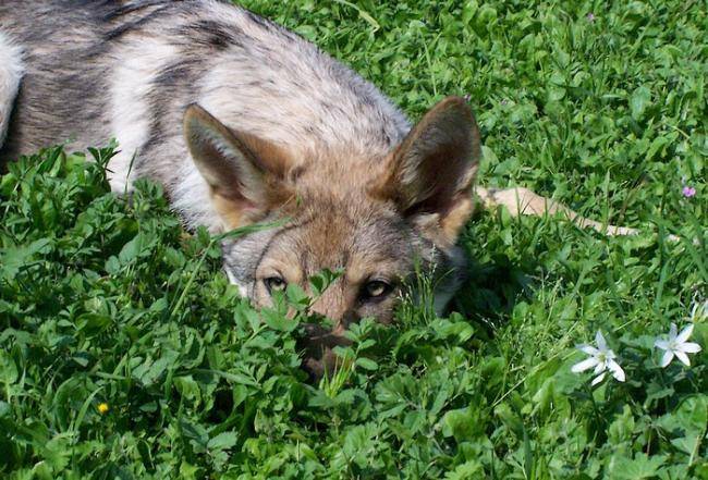 Enyéto Endiguélo d'Emozioni Breizh - Chien Loup de Saarloos