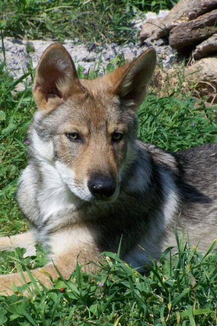 Portrait Loup de Saarloos : Enyéto - Chien Loup de Saarloos