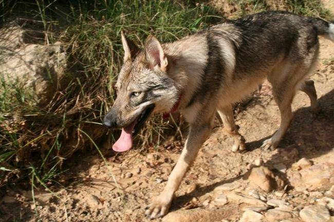 Enyéto Endiguélo d'Emozioni Breizh loup de saarlos - Chien Loup de Saarloos
