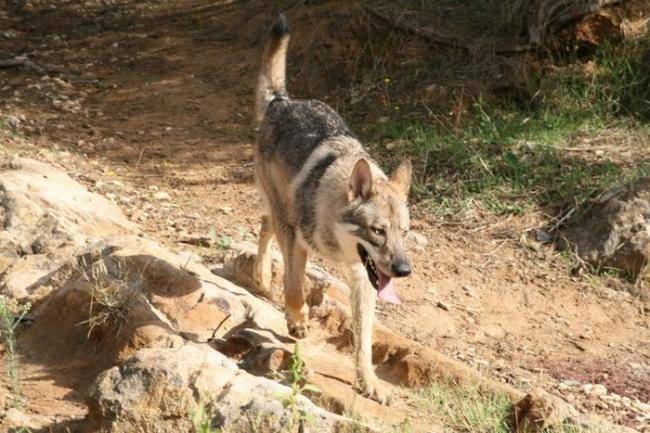 Enyéto Endiguélo d'Emozioni Breizh - Chien Loup de Saarloos