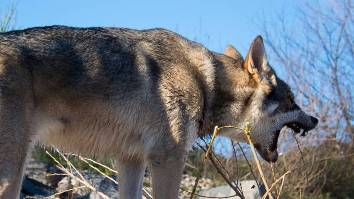 San - Chien Loup de Saarloos (1 an)