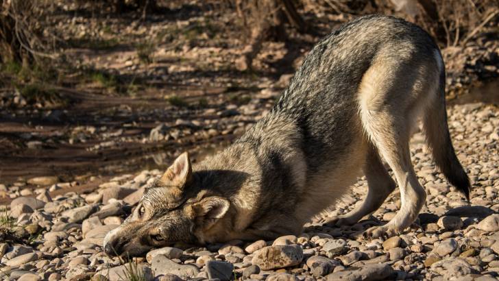 San - Chien Loup de Saarloos (1 an)
