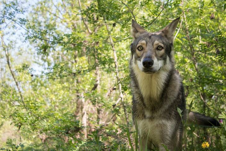 San - Chien Loup de Saarloos (1 an)