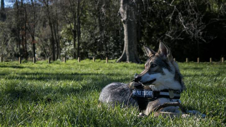 San - Chien Loup de Saarloos (1 an)