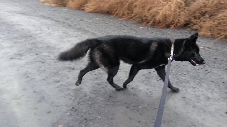 Ryker - Chien Loup de Saarloos Mâle (1 an)