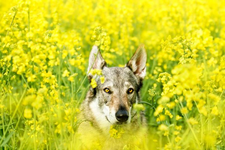 Photo Chien Loup de Saarloos