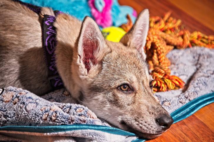 Photo Chien Loup de Saarloos