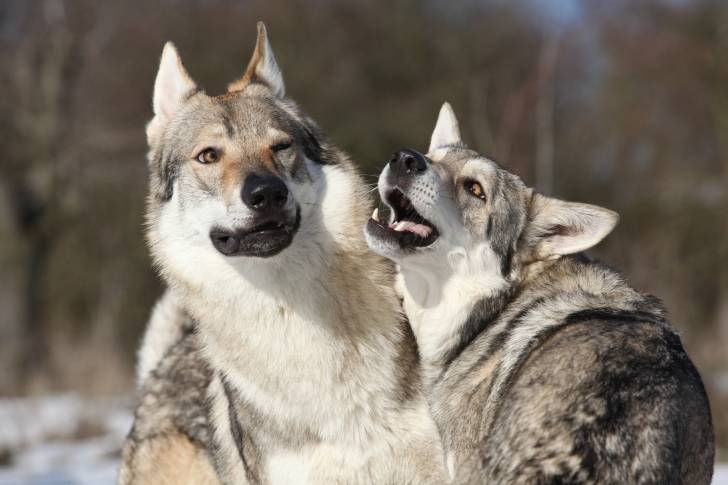 Photo Chien Loup de Saarloos