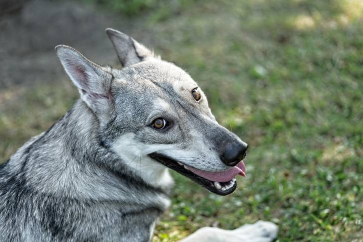 Photo Chien Loup de Saarloos