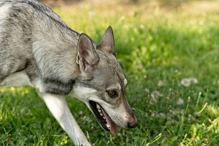 Photo Chien Loup de Saarloos