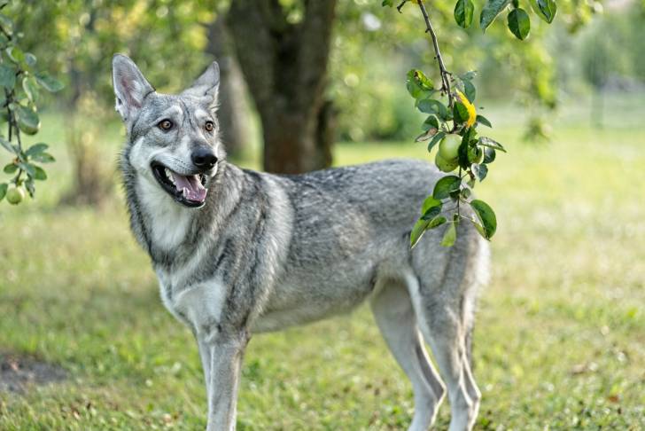 Photo Chien Loup de Saarloos