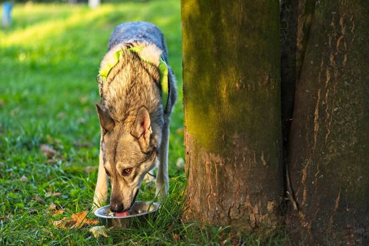 Photo Chien Loup de Saarloos