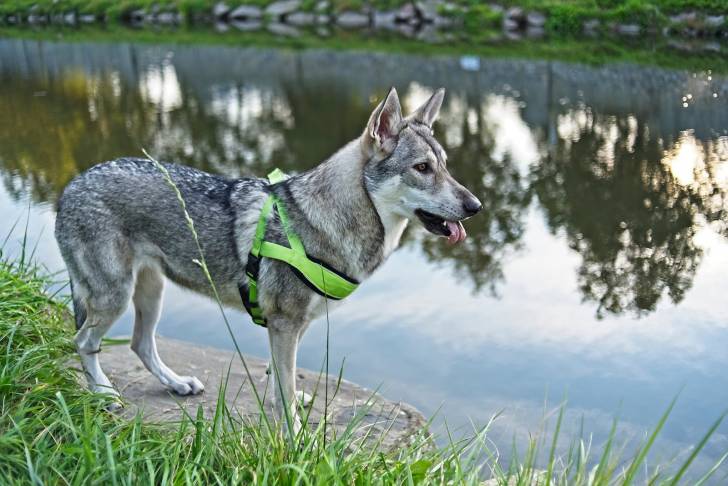 Photo Chien Loup de Saarloos