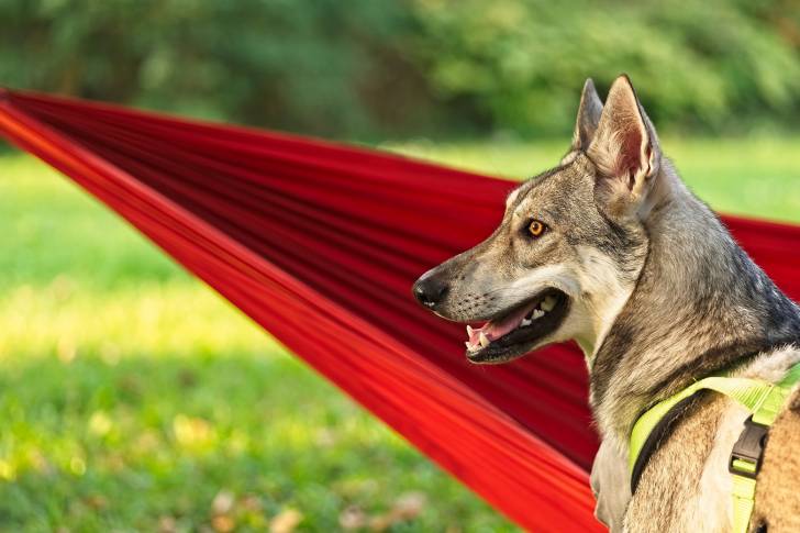 Photo Chien Loup de Saarloos