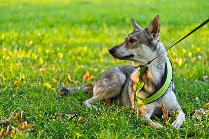 Photo Chien Loup de Saarloos