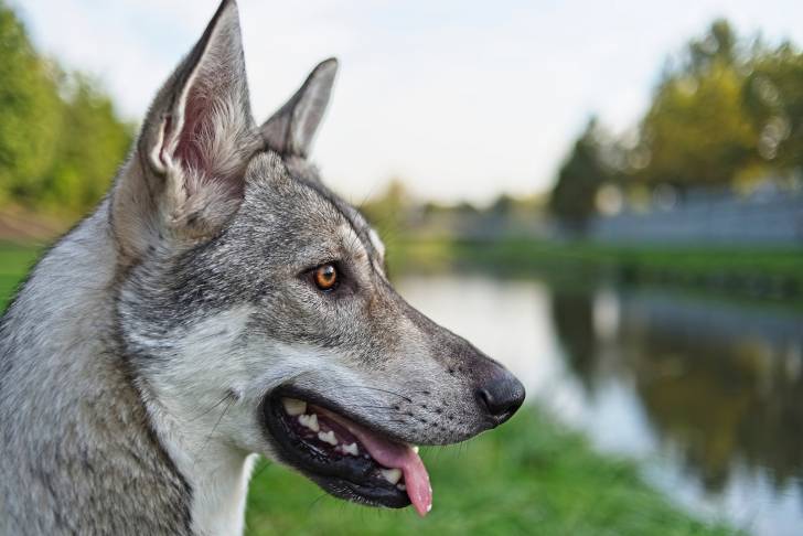 Photo Chien Loup de Saarloos