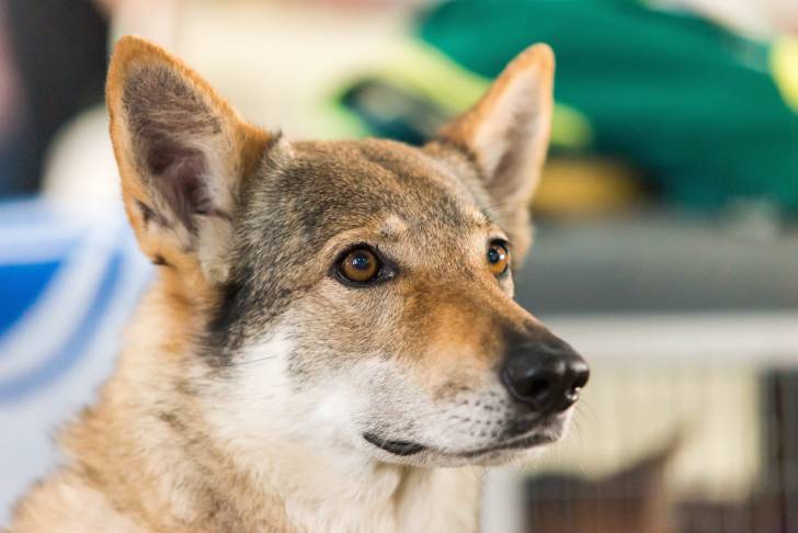 Photo Chien Loup de Saarloos