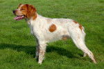 Un Epagneul Breton debout dans un jardin
