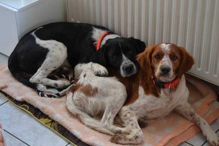 mes chiens - Épagneul Breton Mâle (2 ans)