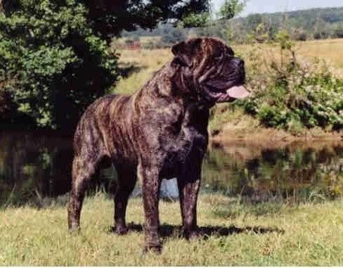 saphir - Épagneul Breton Mâle (7 ans)