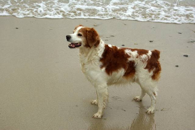 Toby 10 ans - Épagneul Breton (10 ans)