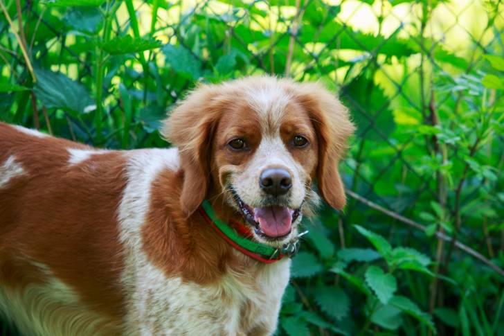 Un Épagneul Breton qui porte un collier vert