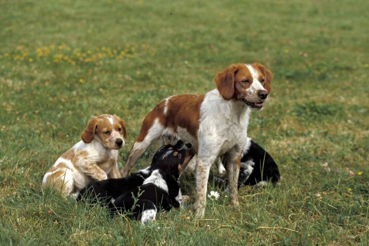 Photo Épagneul Breton